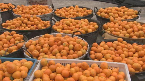 央視點(diǎn)贊三門鮮甜豐收 酒業(yè)煥新迎豐年